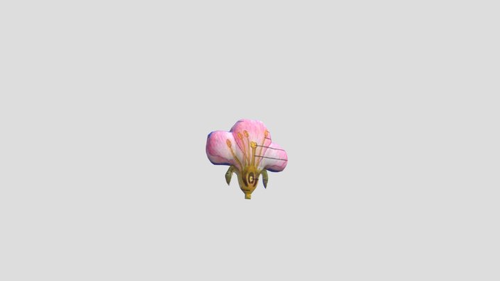 Bagian-Bagian Bunga 3D Model