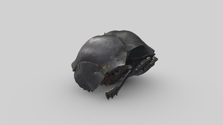 Ecuadorian Beetle 3D Model