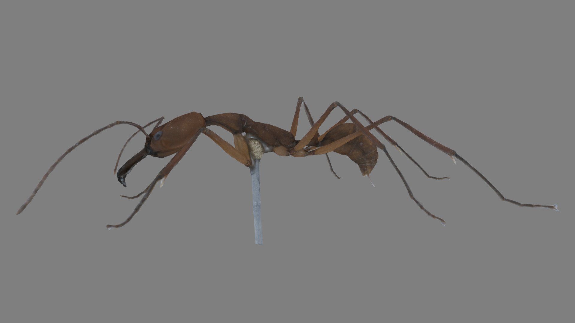 Odontomachus davidsoni Worker PE23_01