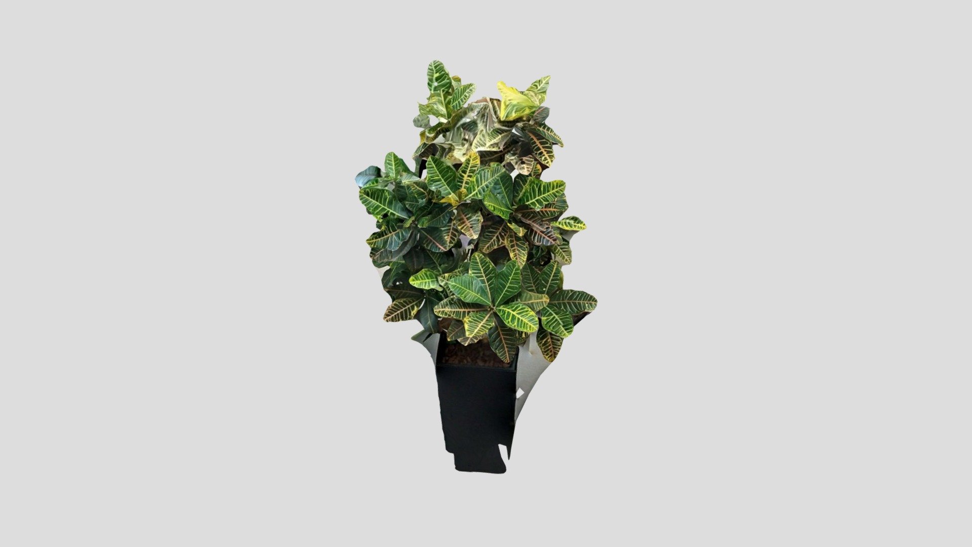 Plant