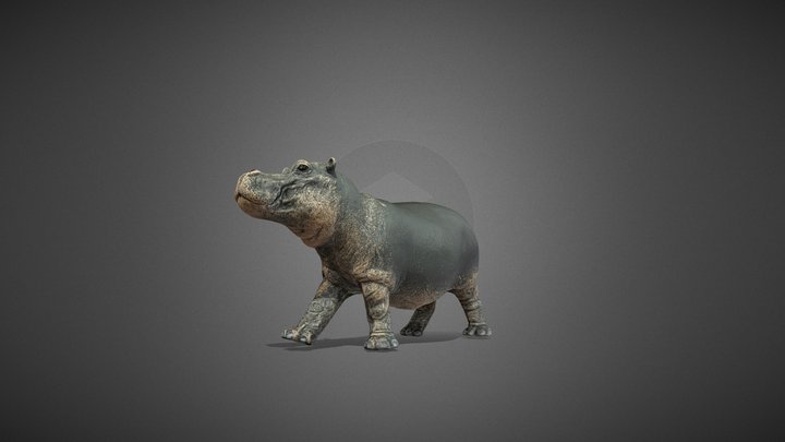 Hippopotamus 3D models - Sketchfab