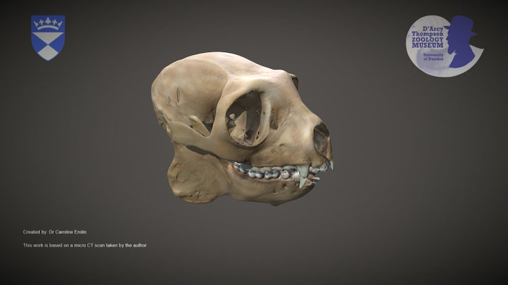Indri Lemur skull – Kostenloses 3D-Modell STL