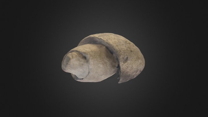 Fosil ampurilla leviathan 3D Model