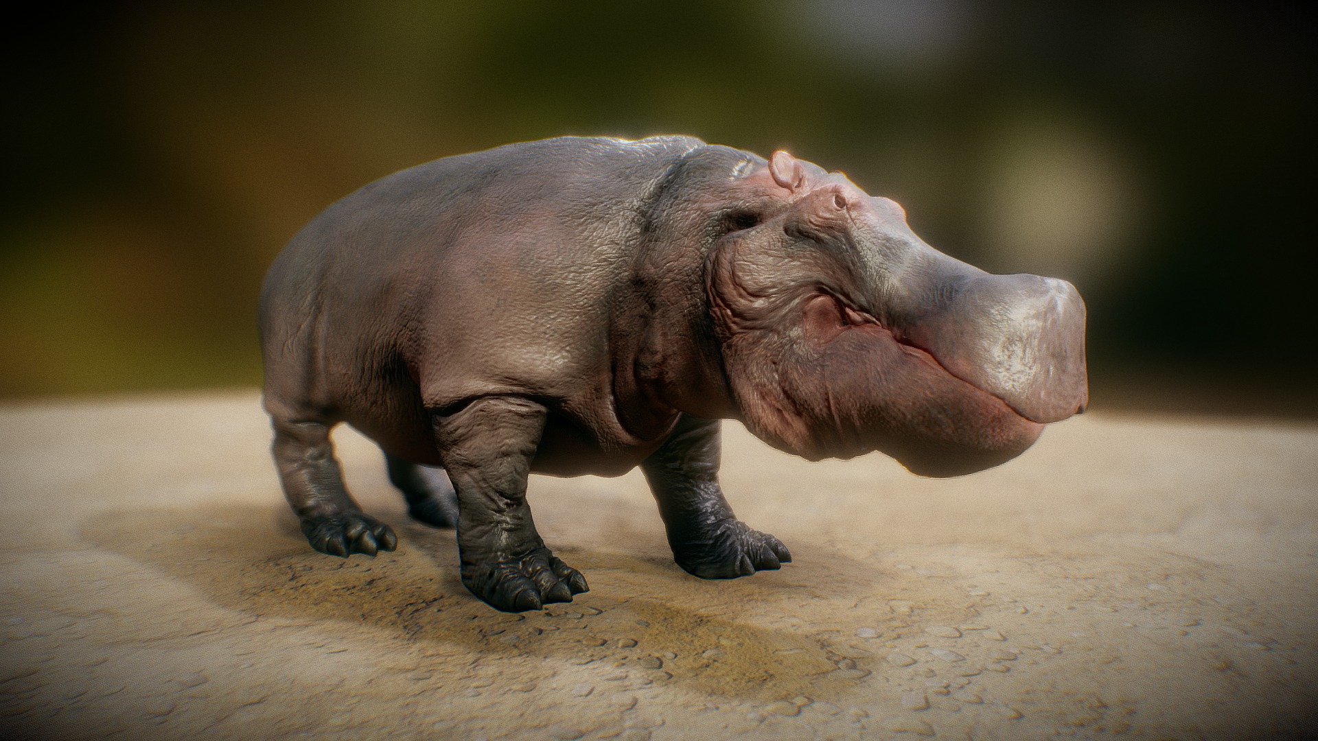 Hippopotamus animal 3D model animation - Buy Royalty Free 3D model by ...