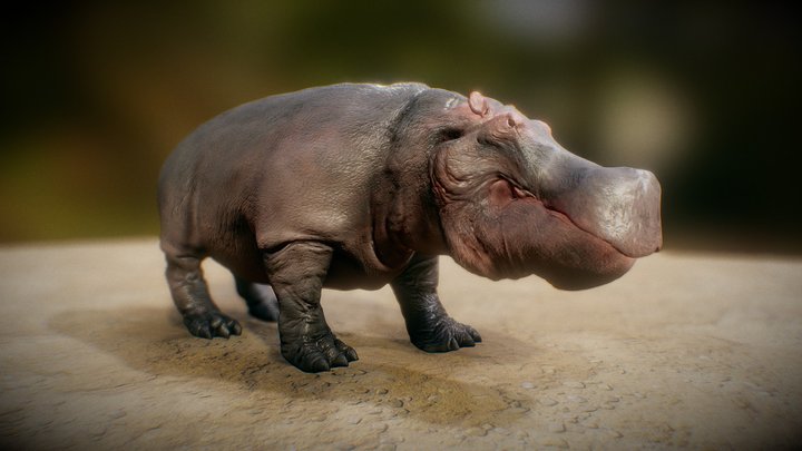 Hippopotamus animal 3D model animation 3D Model