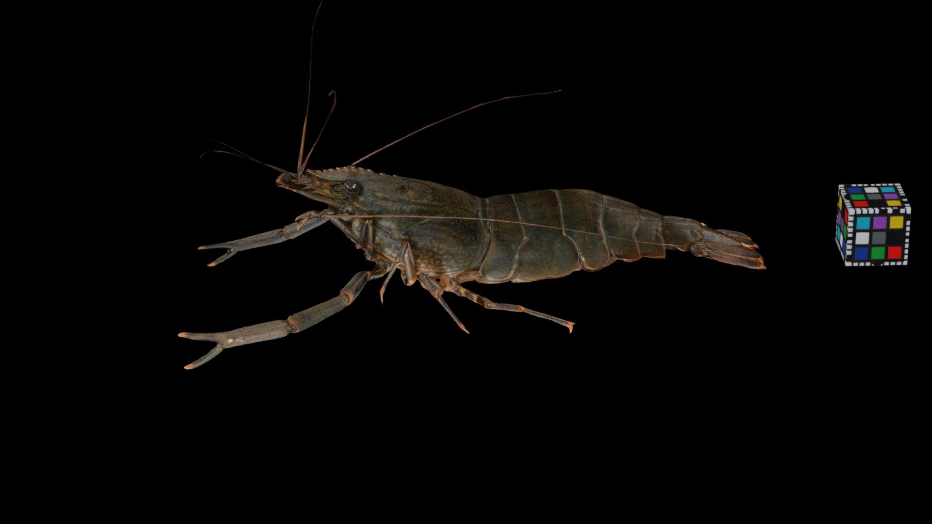 ヒラテテナガエビ ♀ Freshwater Prawn, M. japonicum