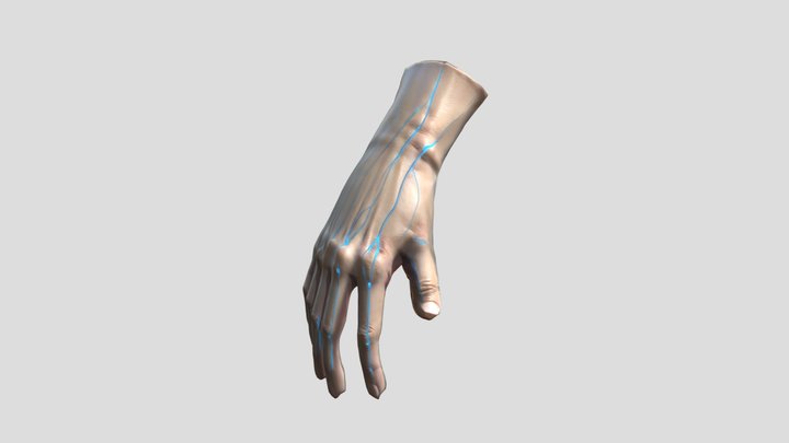 A 3d model of lower hand 3D Model