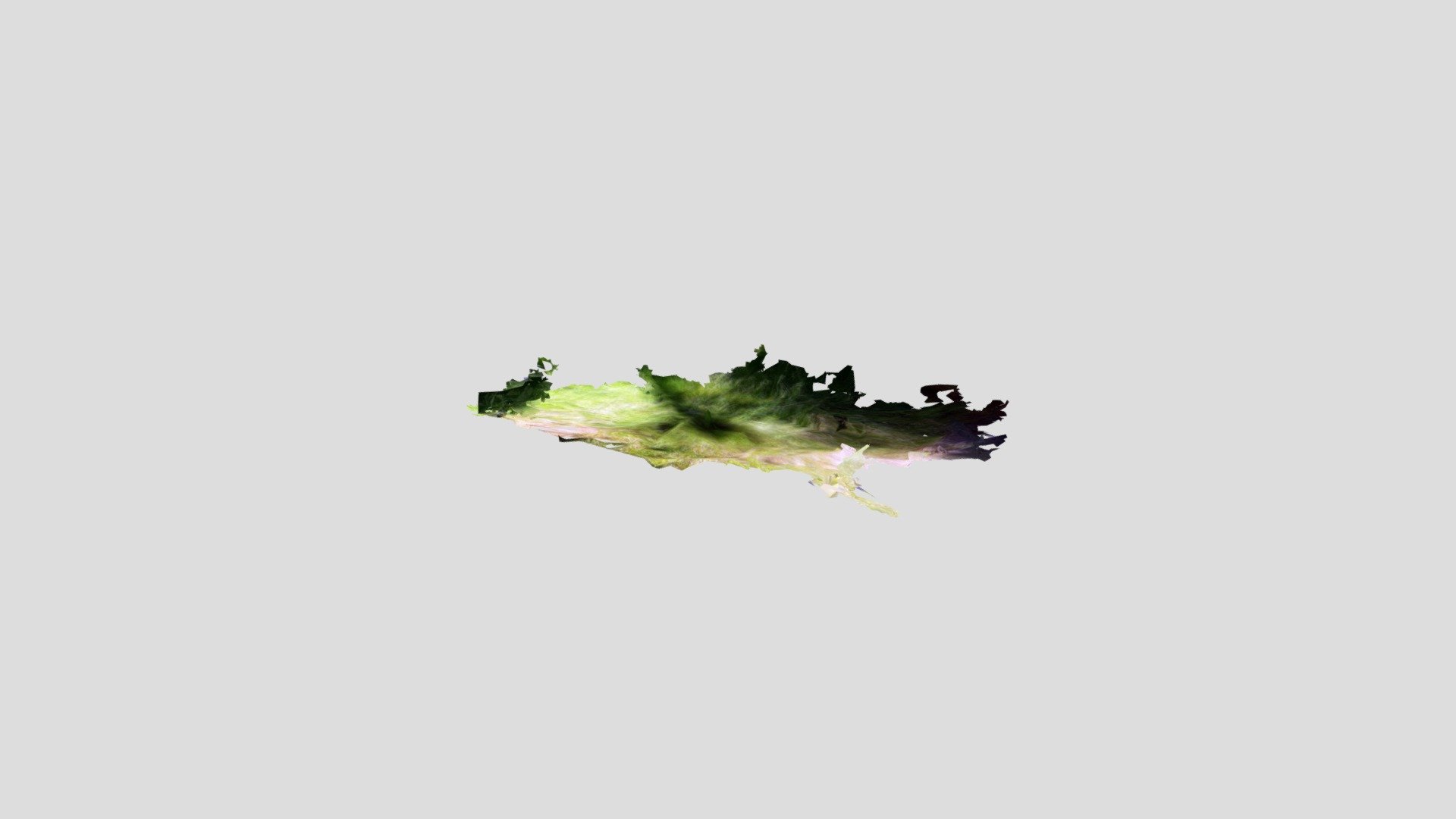 plant_06