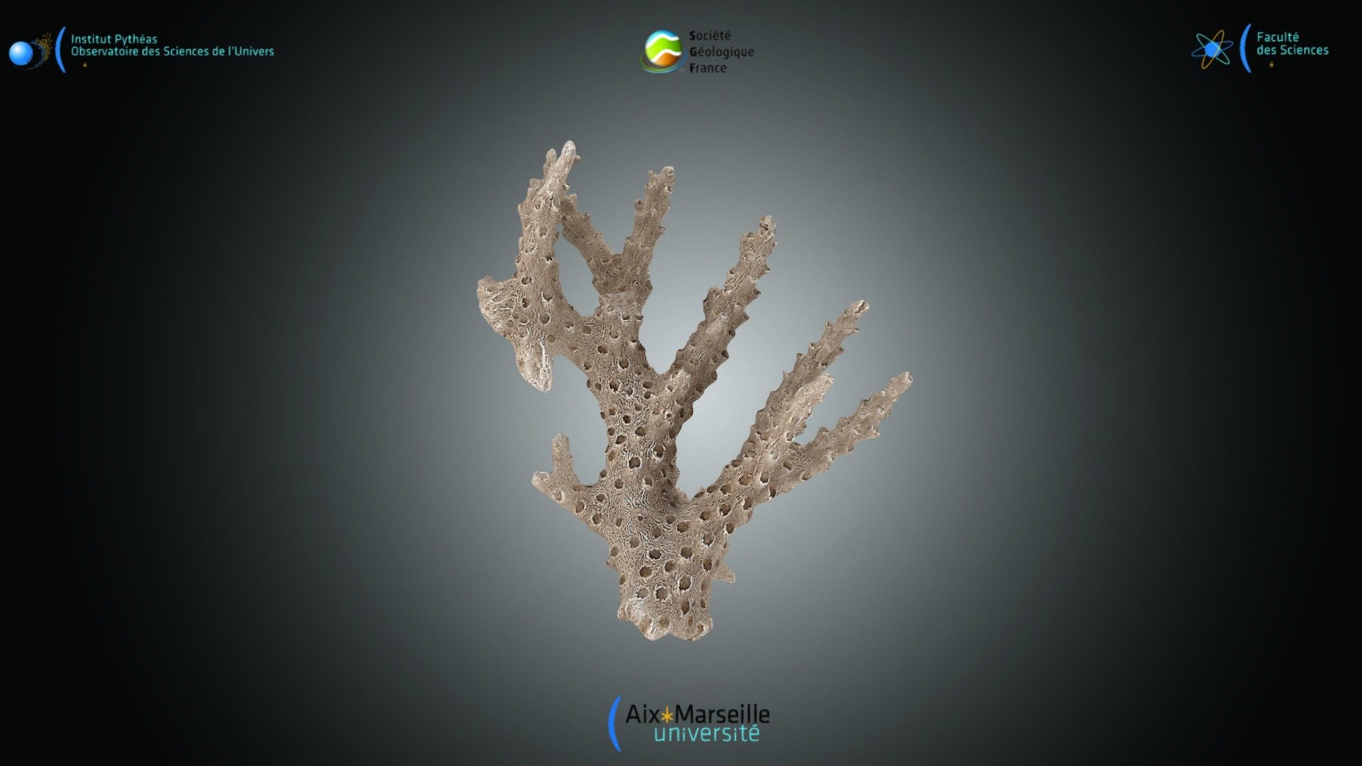 Cnidaire - Acropora sp.