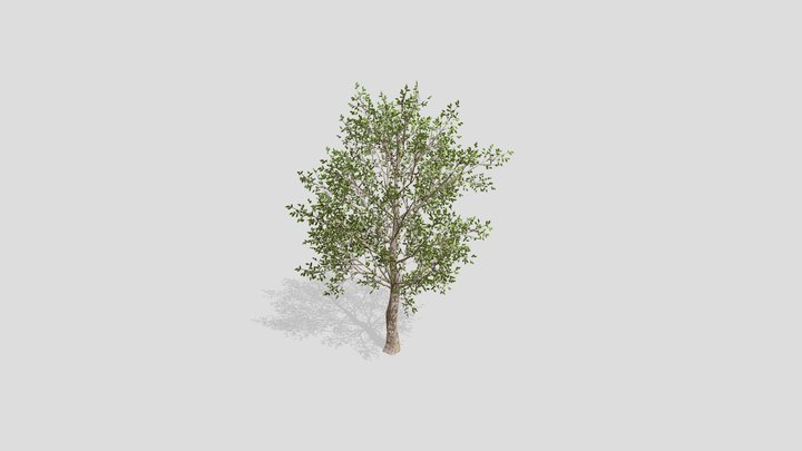 Beech tree – Modello 3D gratuito STL