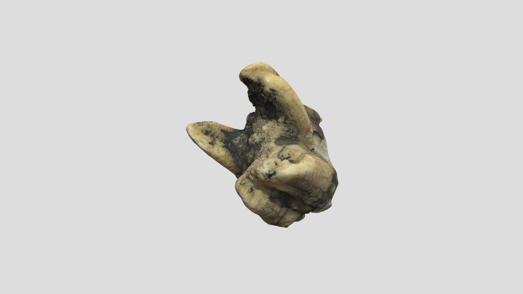 裂开的化石牙齿cracked Fossilized Tooth