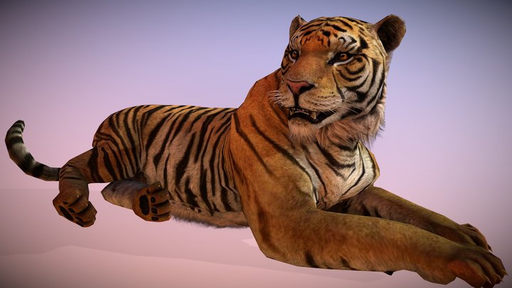 Tiger 3D Model