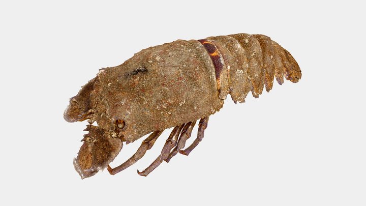 Scyllarides latus (Latreille, 1803) 3D Model