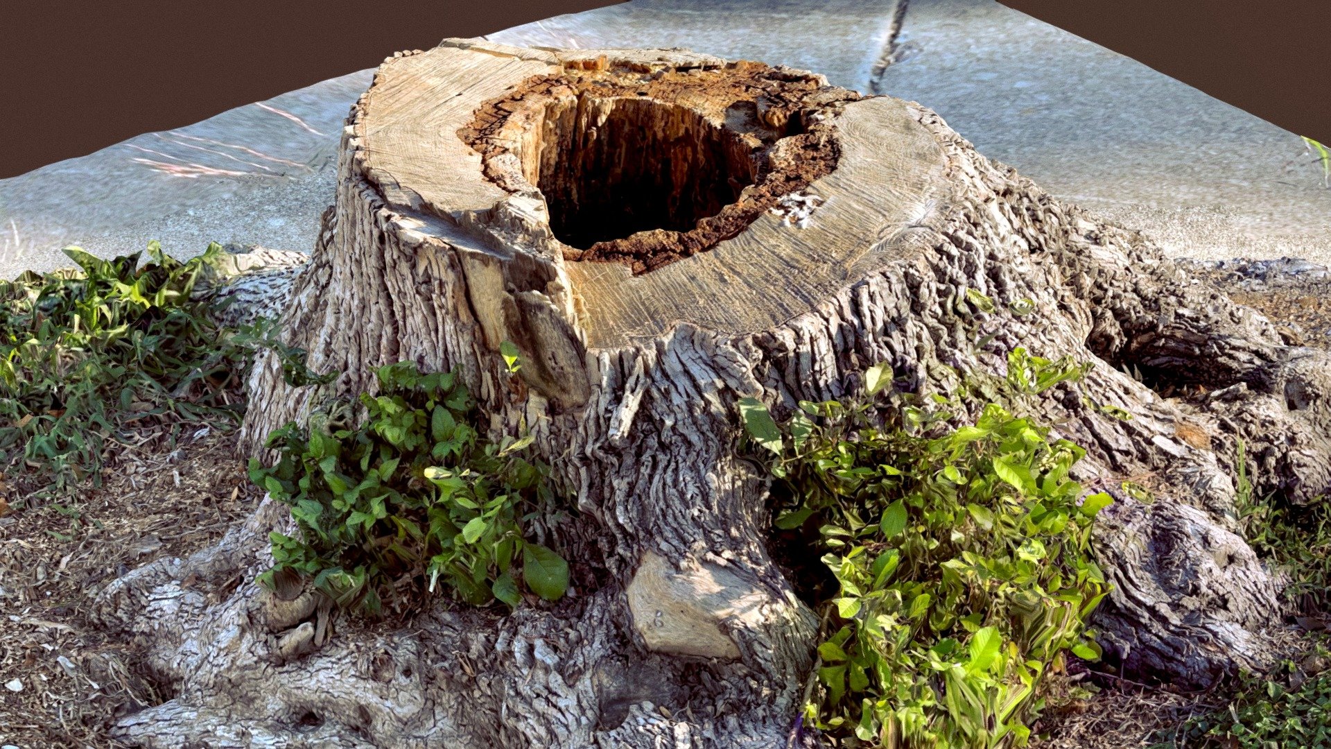 3December2021 - Tree