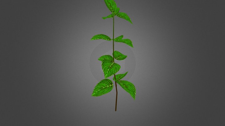 Plant 01 3D Model