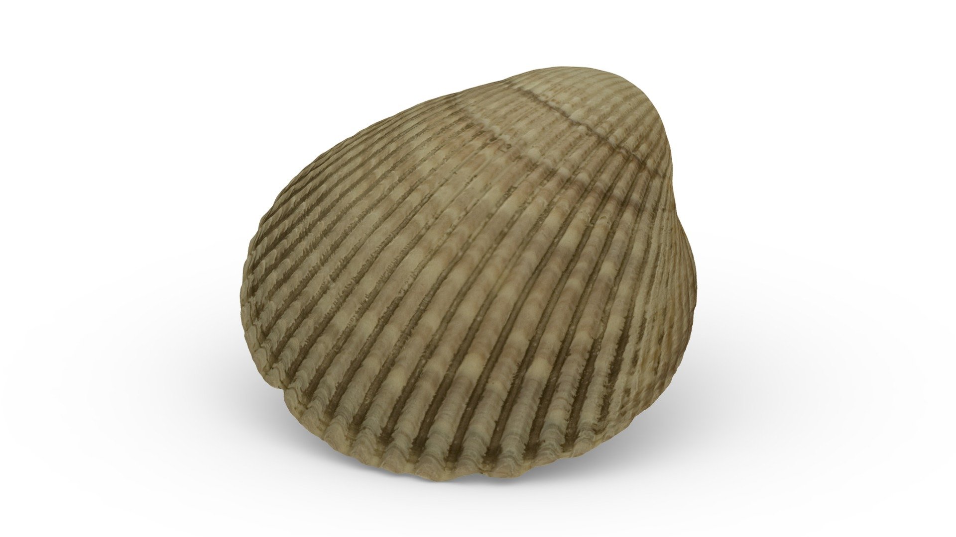 Clam Shell Buy Royalty Free 3d Model By Abby Crawford Abby 098e865 Sketchfab Store