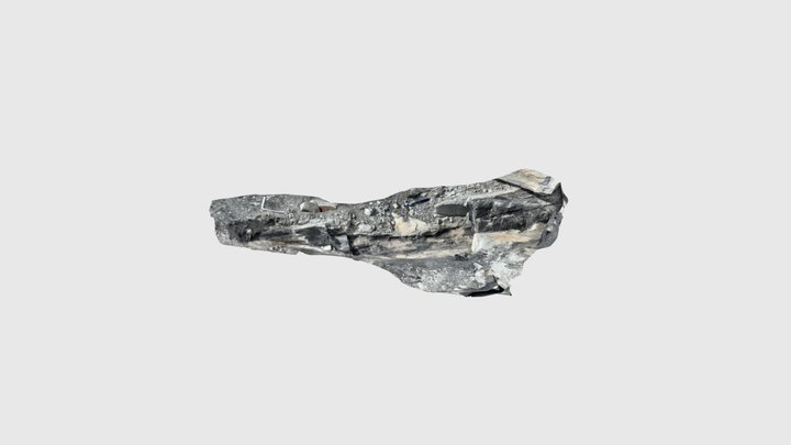 Fossil log 3D Model