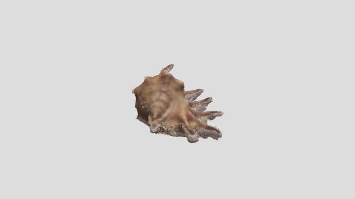 Shell Model 3D Model