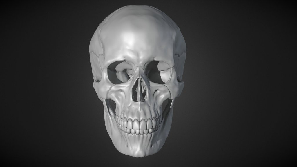Human Female Skull