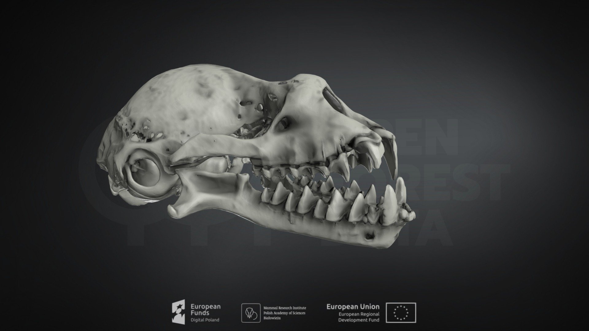 Rhinolophus euryale(Mediterranean horseshoe bat) — Sketchfab embed 3D viewer