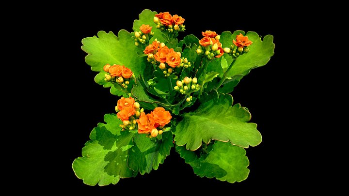 Kalanchoé Calandiva – Free 3D Model STL