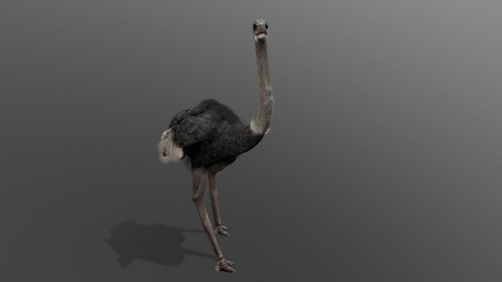 African ostrich (Revised version) 3D Model