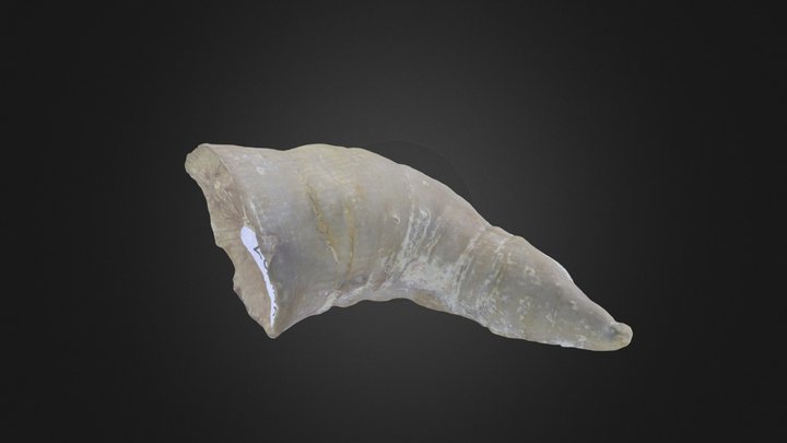 Rugose coral: A. floriformis (PRI 50370) – Modelo 3D gratuito STL