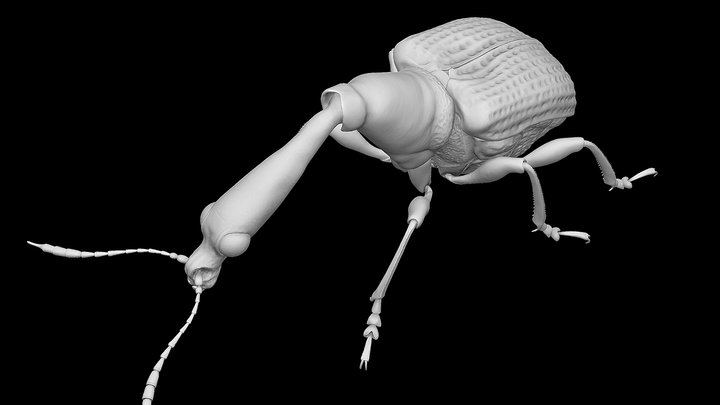 Trachelophorus Giraffa