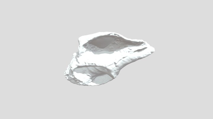 Conch Shell Worn 3D Model