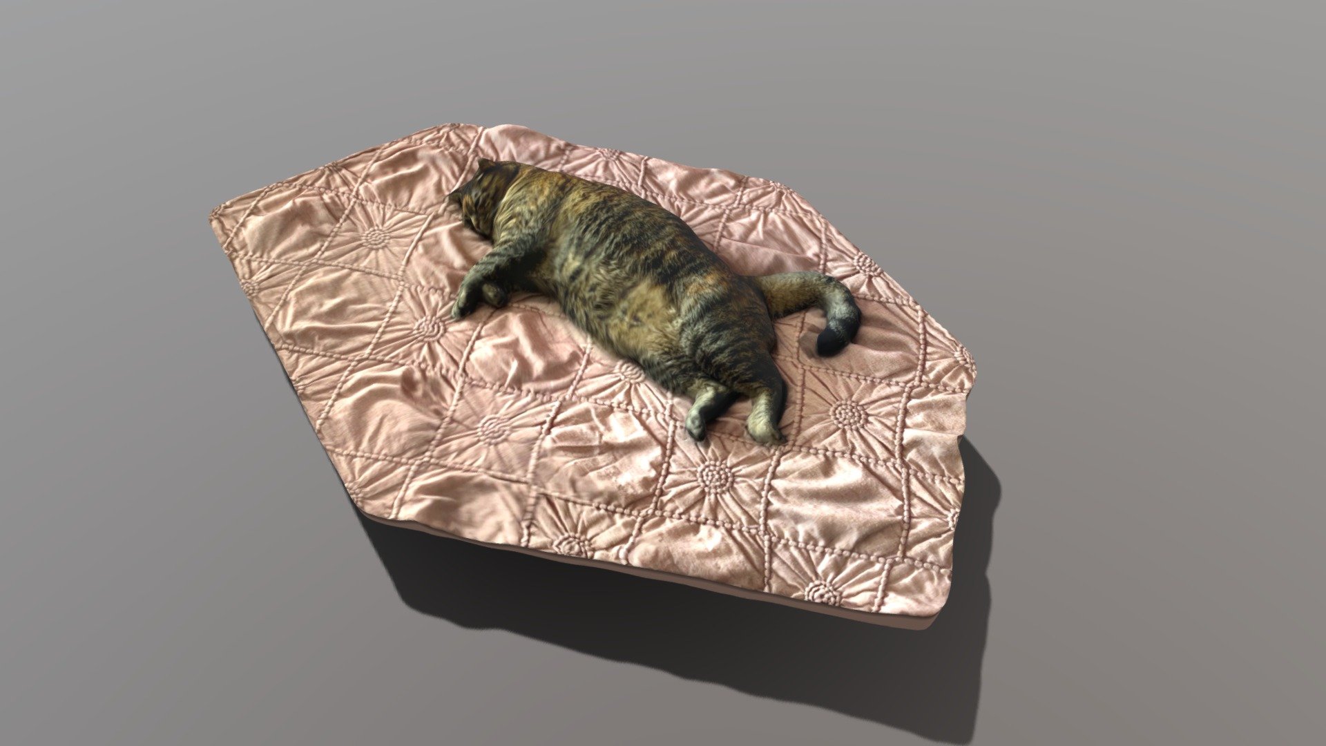 Virginia the Cat / Napping on Bed / June 2021