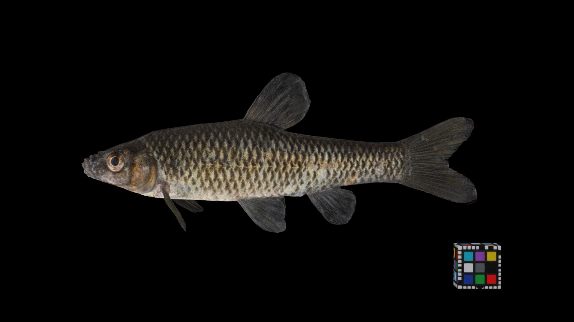 シナイモツゴ 雑種 ♂ Topmouth Gudgeon, P. pumila x parva