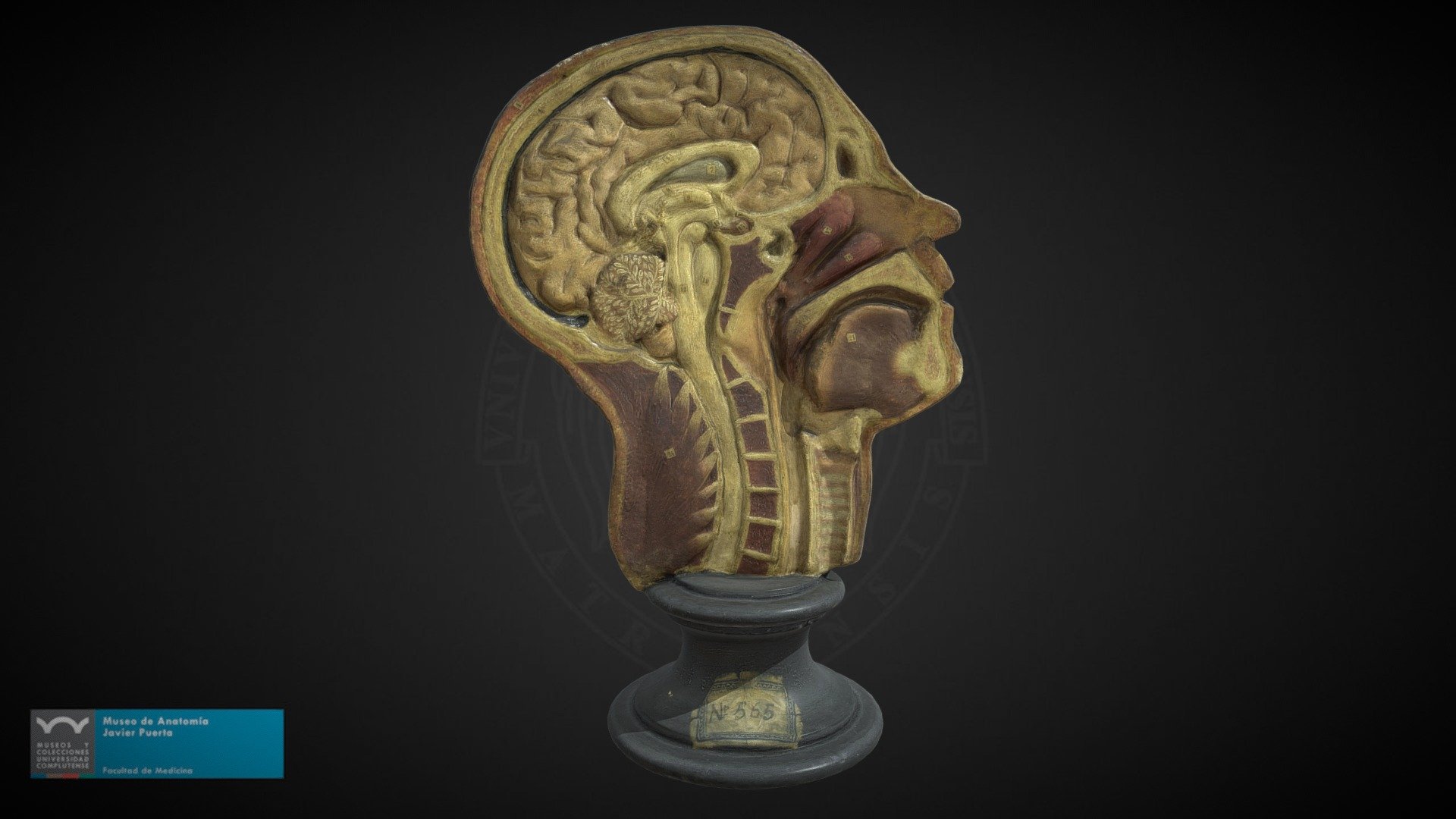 Sección sagital de cabeza y cuello