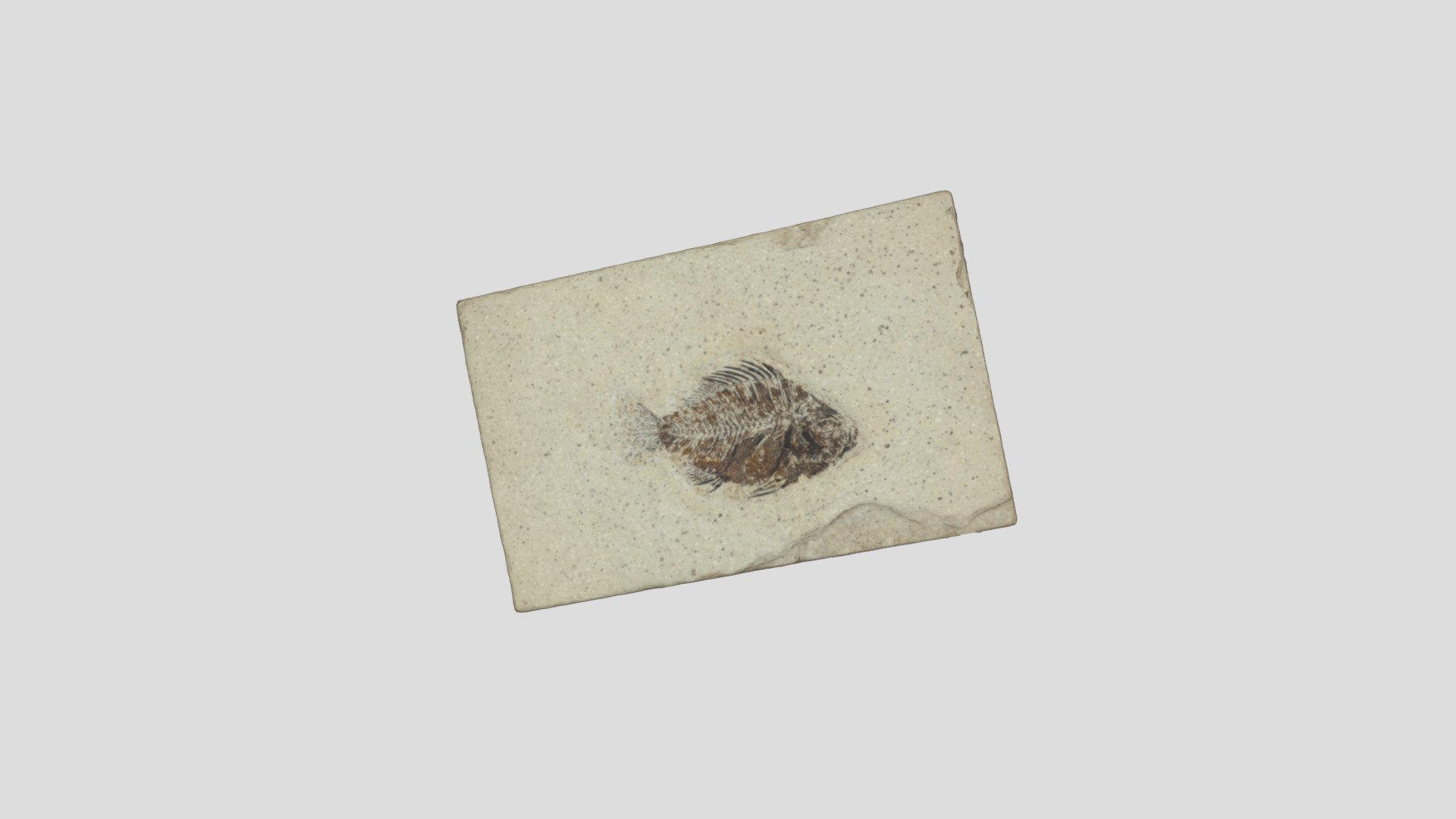 Fish fossil