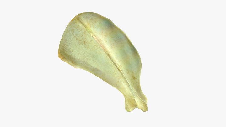 Dog Scapula - Annotated 3D Model