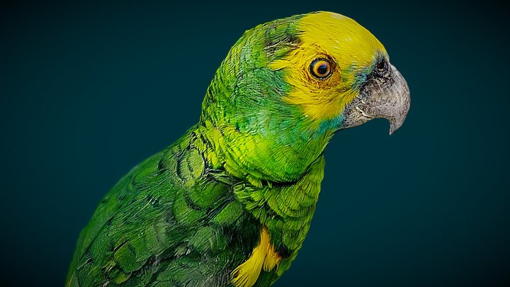 amazon 3D Model
