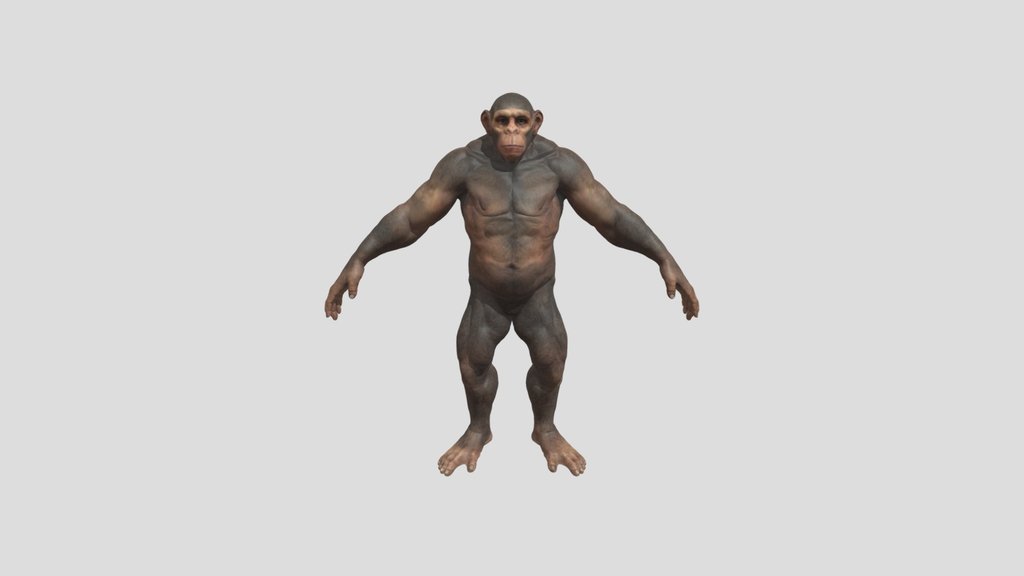 monkey ape Muscular