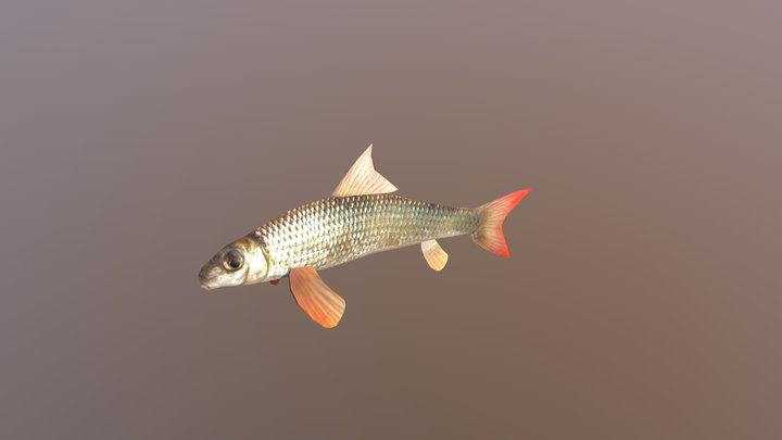 Smallmouth Red Horse Fish 3D Model