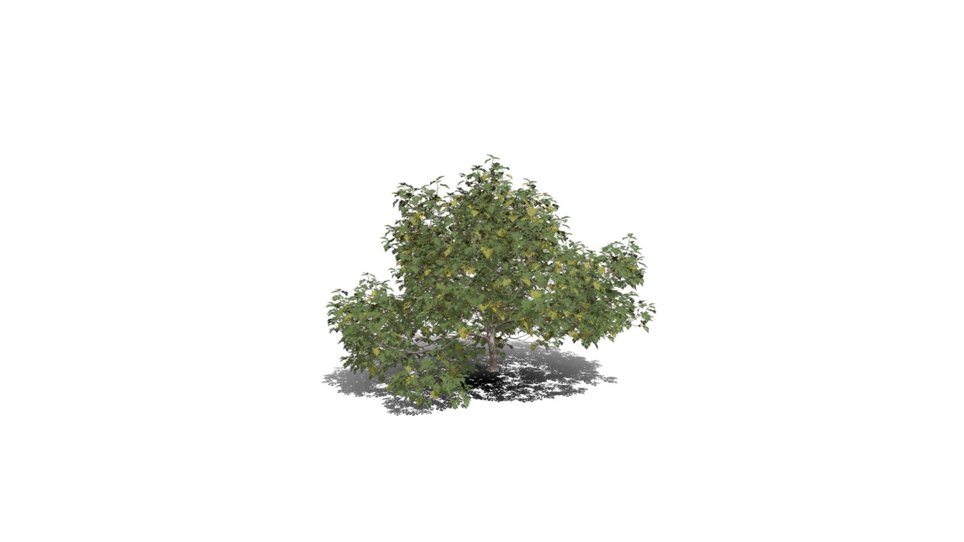 Realistic HD Common fig tree (15/30) - Download Free 3D model by ...