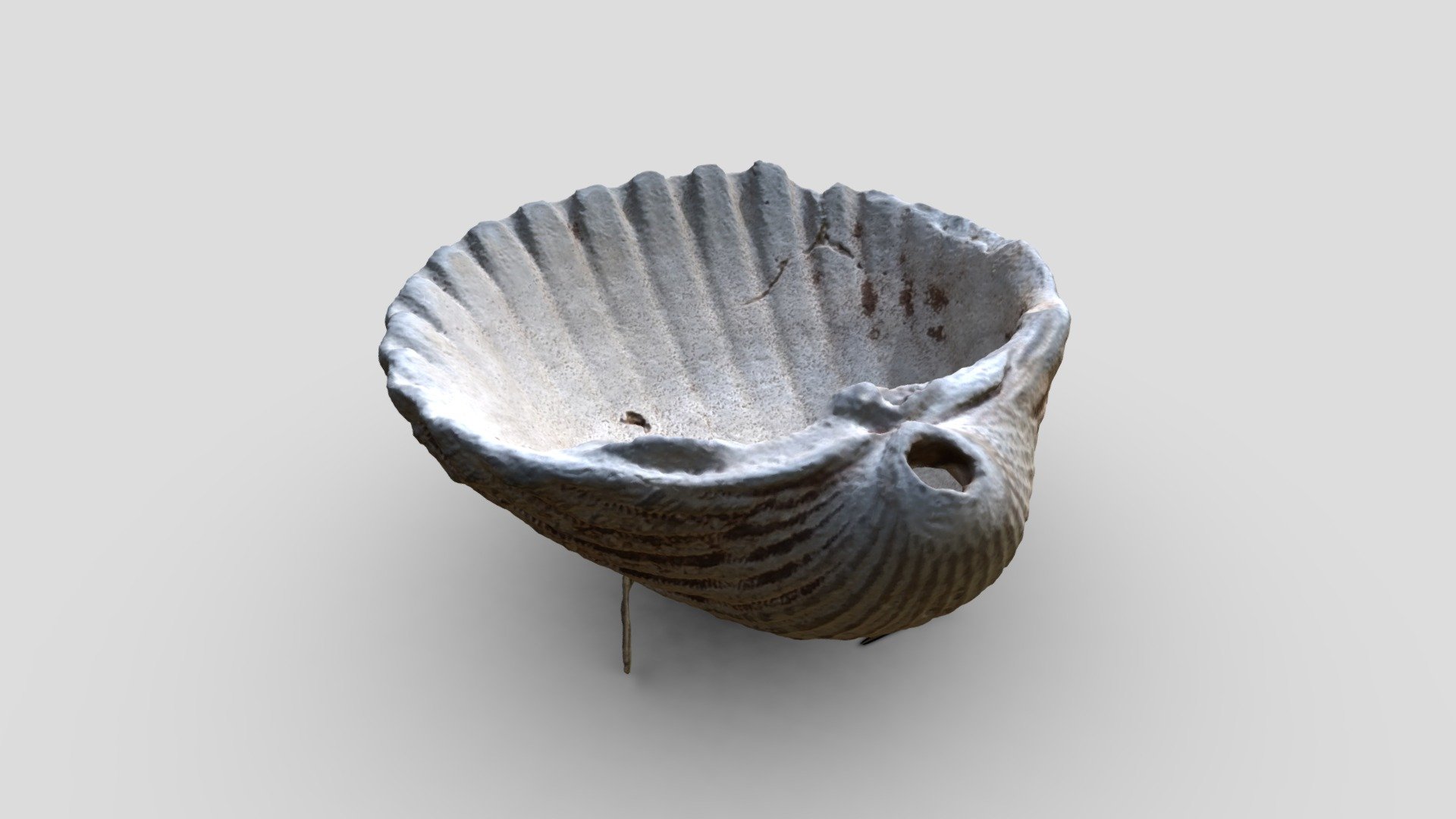 Sea Shell - Download Free 3D model by CrowsEpicScans [09bd003] - Sketchfab