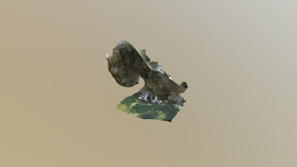 Albero di ulivo secolare