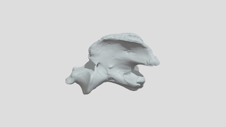 Axis of Horse 3D Model