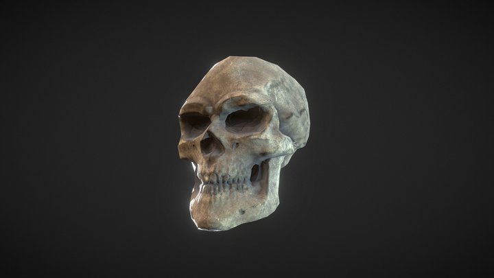 Human Skull 3D Model