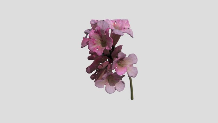 Blooming Elegance 3D Model