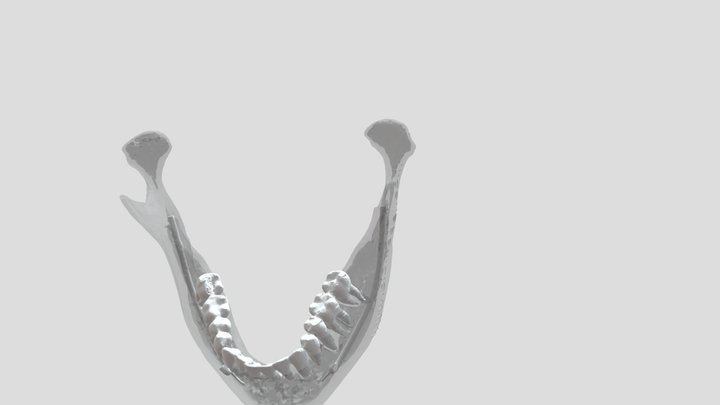 Mandíbula 3D Model