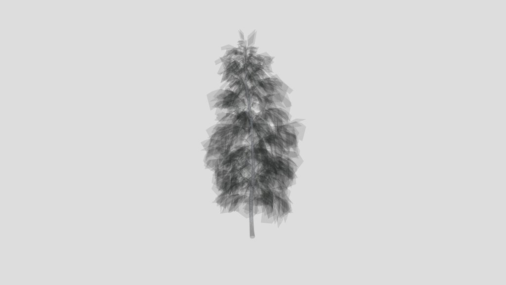 Slender Tall Birch Tree
