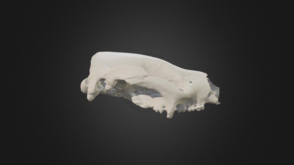 Neohelos stirtoni cranium