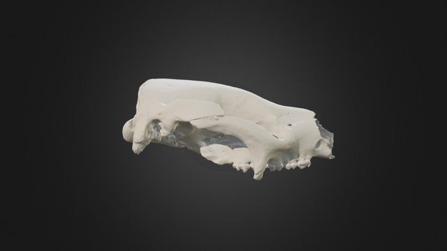 Neohelos stirtoni cranium 3D Model
