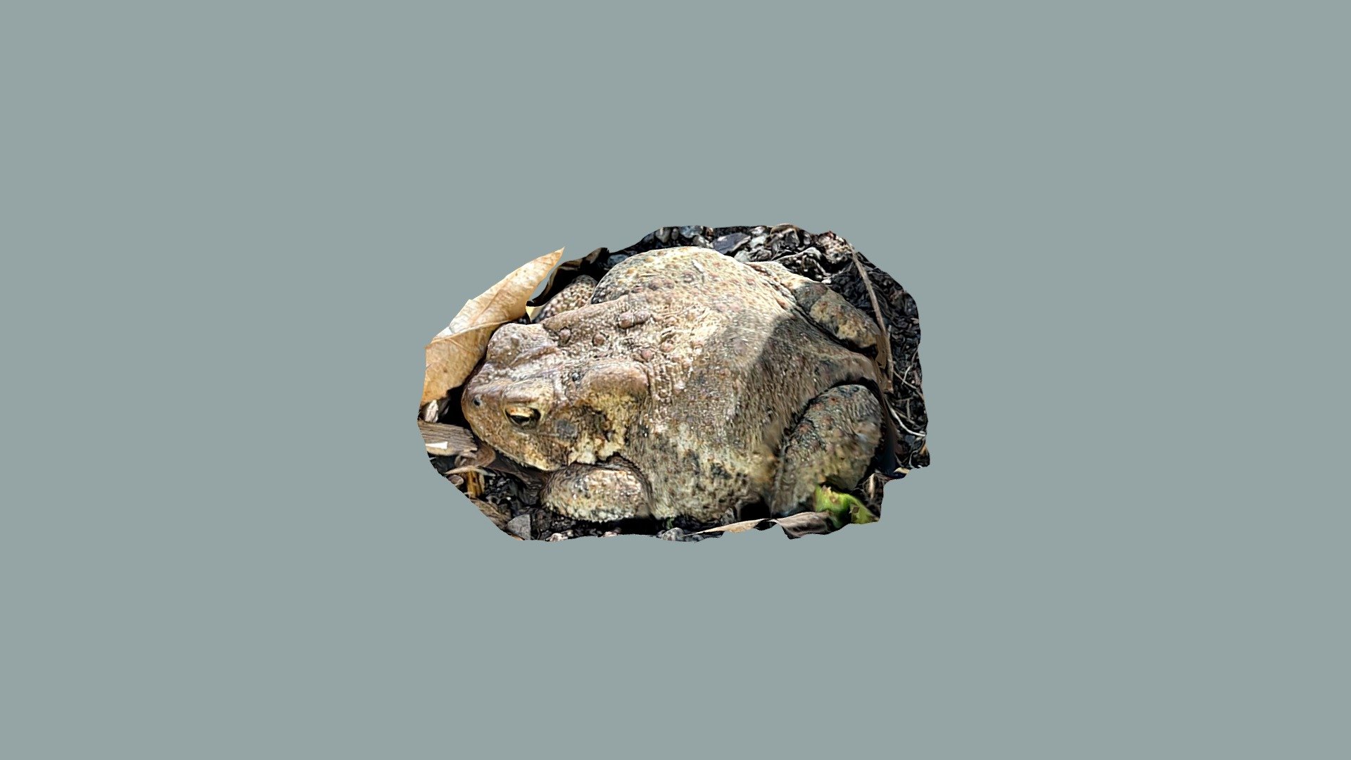 Toad