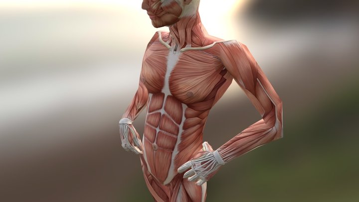 근육 muscle - 호흡 Inhale 3D Model