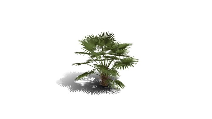 Realistic HD Windmill palm (1/25) 3D Model